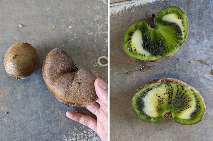 “A Real Monster Nightmare”: 50 Times Mother Nature Glitched Out And It Led To Interesting Plants “A Real Monster Nightmare”: 50 Times Mother Nature Glitched Out And It Led To Interesting Plants