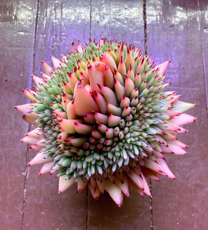 “A Real Monster Nightmare”: 50 Times Mother Nature Glitched Out And It Led To Interesting Plants “A Real Monster Nightmare”: 50 Times Mother Nature Glitched Out And It Led To Interesting Plants