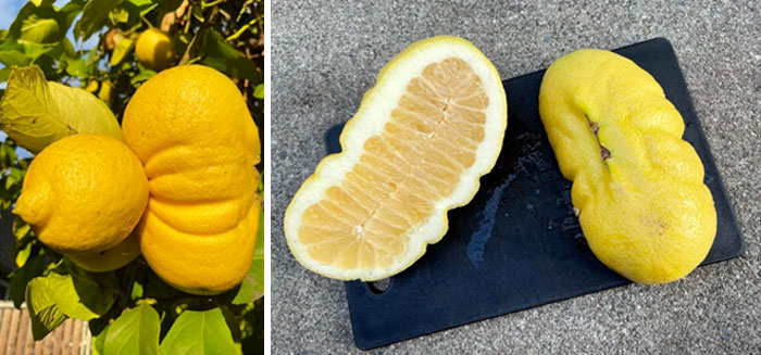 “A Real Monster Nightmare”: 50 Times Mother Nature Glitched Out And It Led To Interesting Plants “A Real Monster Nightmare”: 50 Times Mother Nature Glitched Out And It Led To Interesting Plants