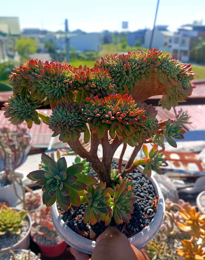 “A Real Monster Nightmare”: 50 Times Mother Nature Glitched Out And It Led To Interesting Plants “A Real Monster Nightmare”: 50 Times Mother Nature Glitched Out And It Led To Interesting Plants