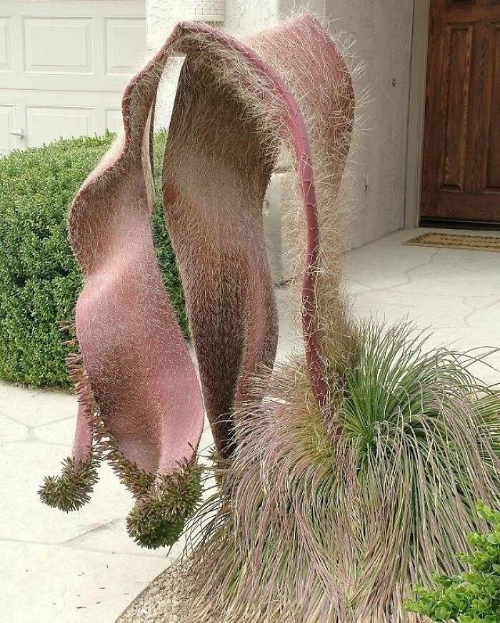 “A Real Monster Nightmare”: 50 Times Mother Nature Glitched Out And It Led To Interesting Plants “A Real Monster Nightmare”: 50 Times Mother Nature Glitched Out And It Led To Interesting Plants