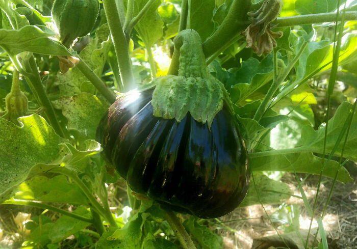 “A Real Monster Nightmare”: 50 Times Mother Nature Glitched Out And It Led To Interesting Plants “A Real Monster Nightmare”: 50 Times Mother Nature Glitched Out And It Led To Interesting Plants