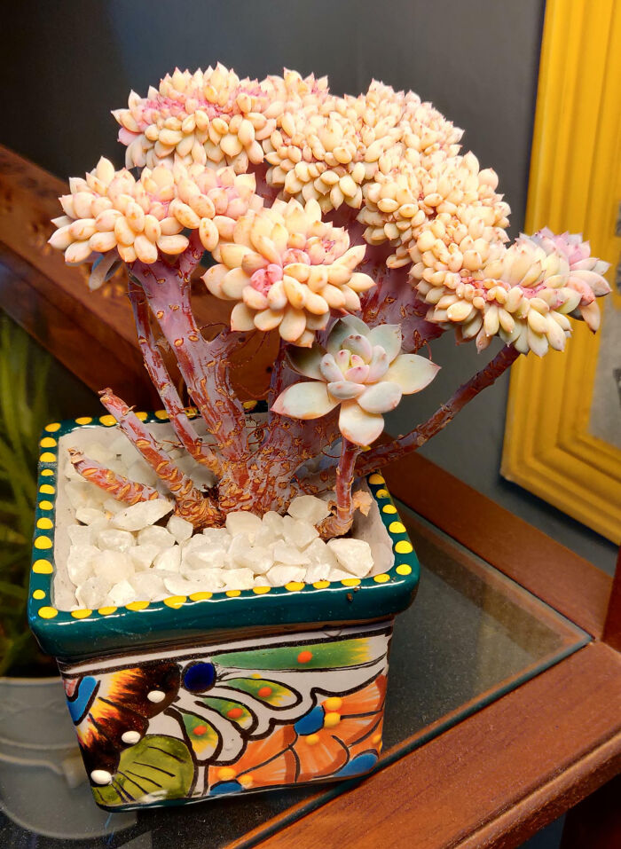 “A Real Monster Nightmare”: 50 Times Mother Nature Glitched Out And It Led To Interesting Plants “A Real Monster Nightmare”: 50 Times Mother Nature Glitched Out And It Led To Interesting Plants