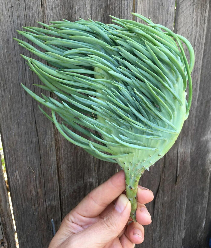 “A Real Monster Nightmare”: 50 Times Mother Nature Glitched Out And It Led To Interesting Plants “A Real Monster Nightmare”: 50 Times Mother Nature Glitched Out And It Led To Interesting Plants