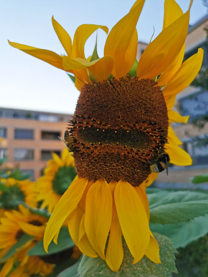 “A Real Monster Nightmare”: 50 Times Mother Nature Glitched Out And It Led To Interesting Plants “A Real Monster Nightmare”: 50 Times Mother Nature Glitched Out And It Led To Interesting Plants