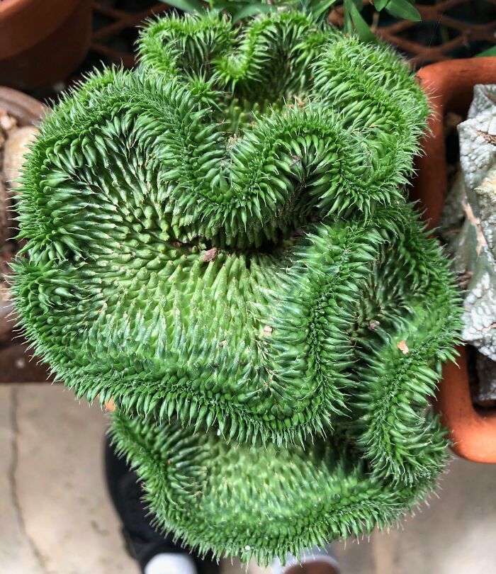 “A Real Monster Nightmare”: 50 Times Mother Nature Glitched Out And It Led To Interesting Plants “A Real Monster Nightmare”: 50 Times Mother Nature Glitched Out And It Led To Interesting Plants