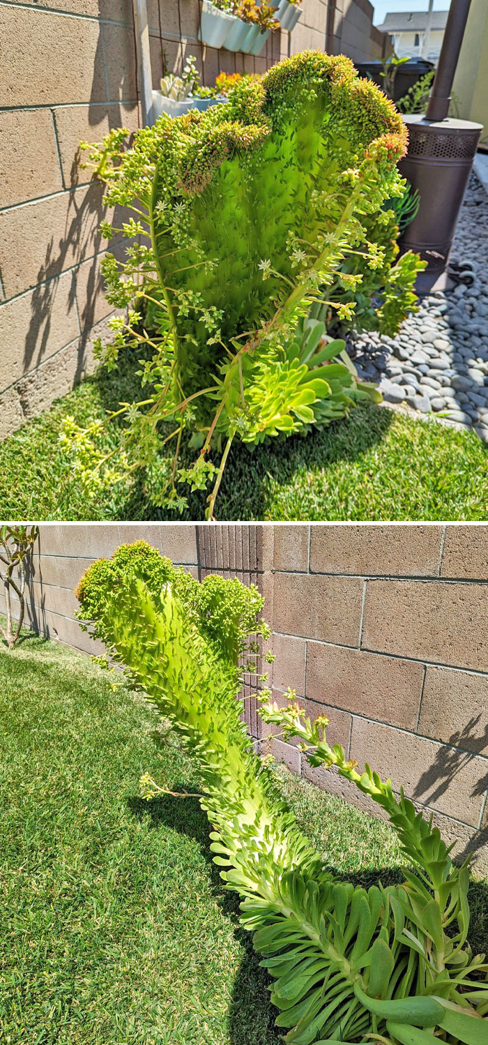 “A Real Monster Nightmare”: 50 Times Mother Nature Glitched Out And It Led To Interesting Plants “A Real Monster Nightmare”: 50 Times Mother Nature Glitched Out And It Led To Interesting Plants