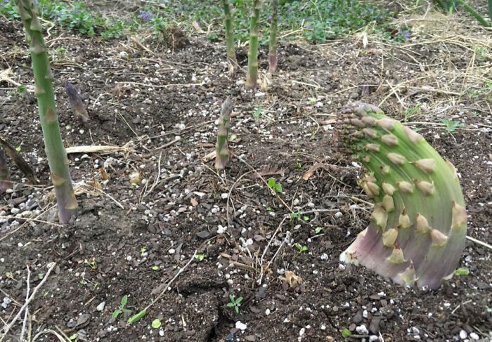 “A Real Monster Nightmare”: 50 Times Mother Nature Glitched Out And It Led To Interesting Plants “A Real Monster Nightmare”: 50 Times Mother Nature Glitched Out And It Led To Interesting Plants