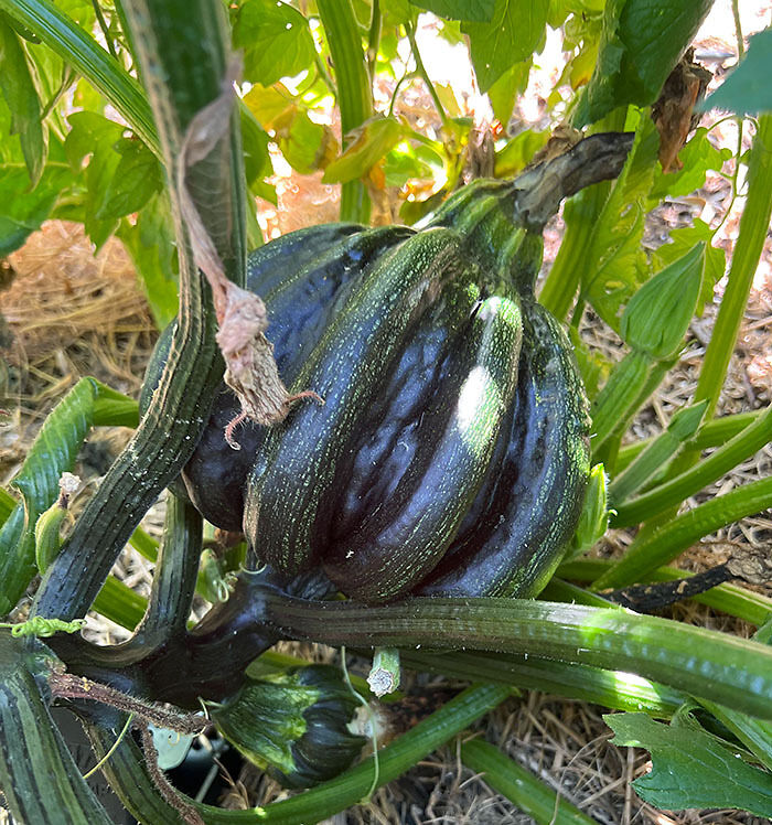 “A Real Monster Nightmare”: 50 Times Mother Nature Glitched Out And It Led To Interesting Plants “A Real Monster Nightmare”: 50 Times Mother Nature Glitched Out And It Led To Interesting Plants