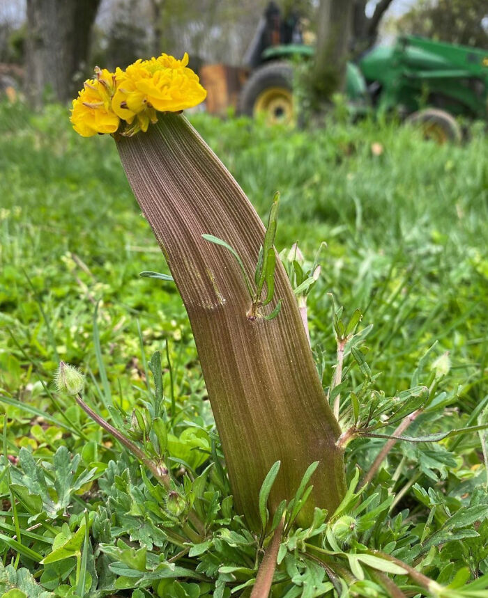 “A Real Monster Nightmare”: 50 Times Mother Nature Glitched Out And It Led To Interesting Plants “A Real Monster Nightmare”: 50 Times Mother Nature Glitched Out And It Led To Interesting Plants