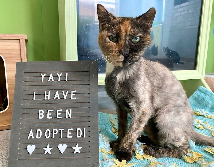 Senior Shelter Cat Defies Odds, Finds Home, And Discovers A Lifetime Of Love Senior Shelter Cat Defies Odds, Finds Home, And Discovers A Lifetime Of Love