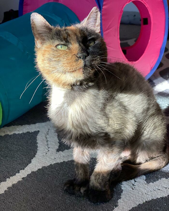 Senior Shelter Cat Defies Odds, Finds Home, And Discovers A Lifetime Of Love Senior Shelter Cat Defies Odds, Finds Home, And Discovers A Lifetime Of Love