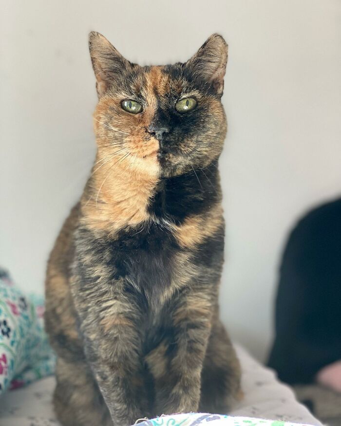 Senior Shelter Cat Defies Odds, Finds Home, And Discovers A Lifetime Of Love Senior Shelter Cat Defies Odds, Finds Home, And Discovers A Lifetime Of Love