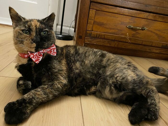 Senior Shelter Cat Defies Odds, Finds Home, And Discovers A Lifetime Of Love Senior Shelter Cat Defies Odds, Finds Home, And Discovers A Lifetime Of Love