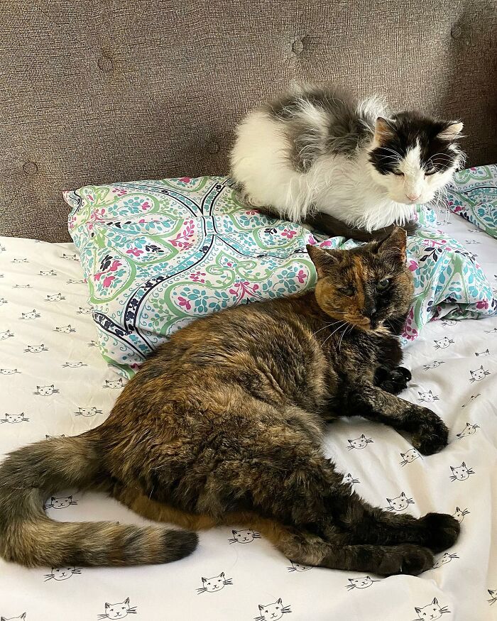 Senior Shelter Cat Defies Odds, Finds Home, And Discovers A Lifetime Of Love Senior Shelter Cat Defies Odds, Finds Home, And Discovers A Lifetime Of Love