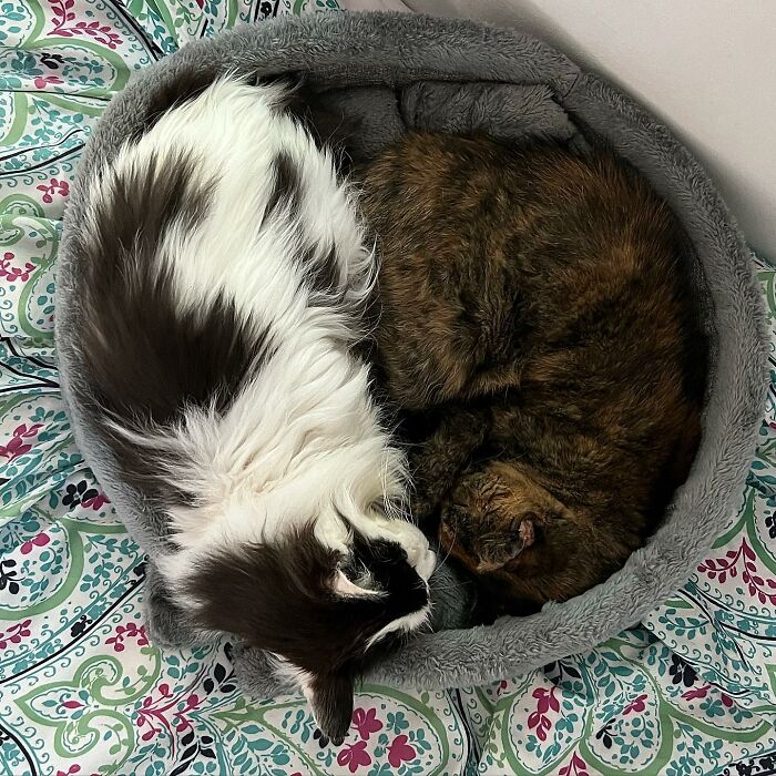 Senior Shelter Cat Defies Odds, Finds Home, And Discovers A Lifetime Of Love Senior Shelter Cat Defies Odds, Finds Home, And Discovers A Lifetime Of Love