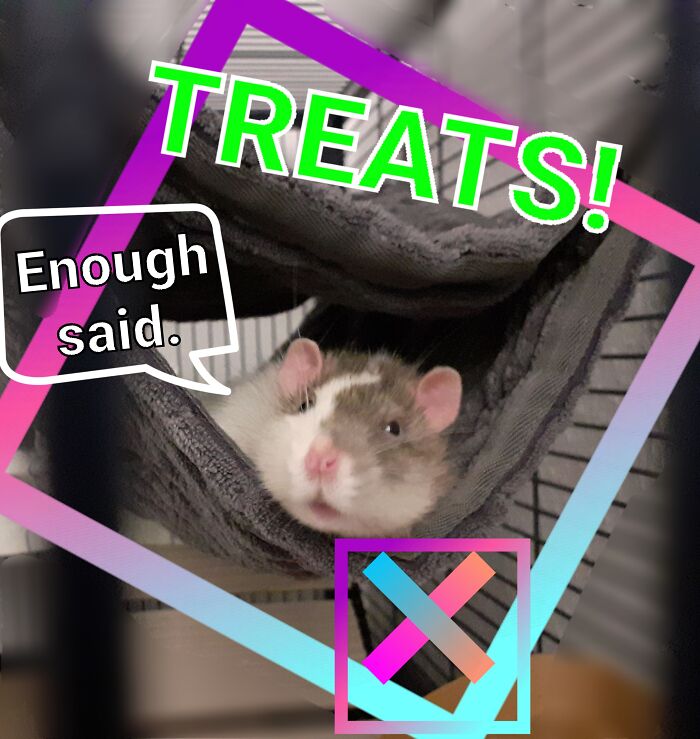 Hey Pandas, Make A Poster Of Your Pet If They Were Running For Office Hey Pandas, Make A Poster Of Your Pet If They Were Running For Office