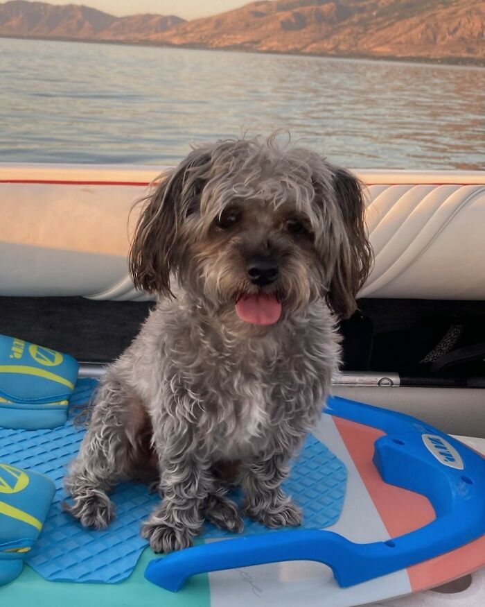 Hey Pandas, Post A Photo Of Your Pet That Makes You Happy