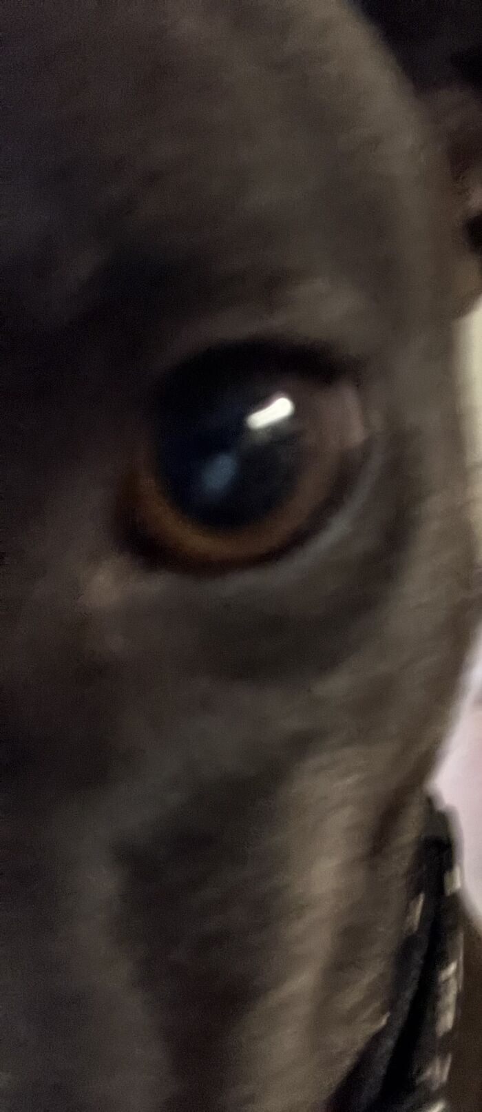 Hey Pandas, Post A Photo Of Your Pet That Makes You Happy Hey Pandas, Post A Photo Of Your Pet That Makes You Happy