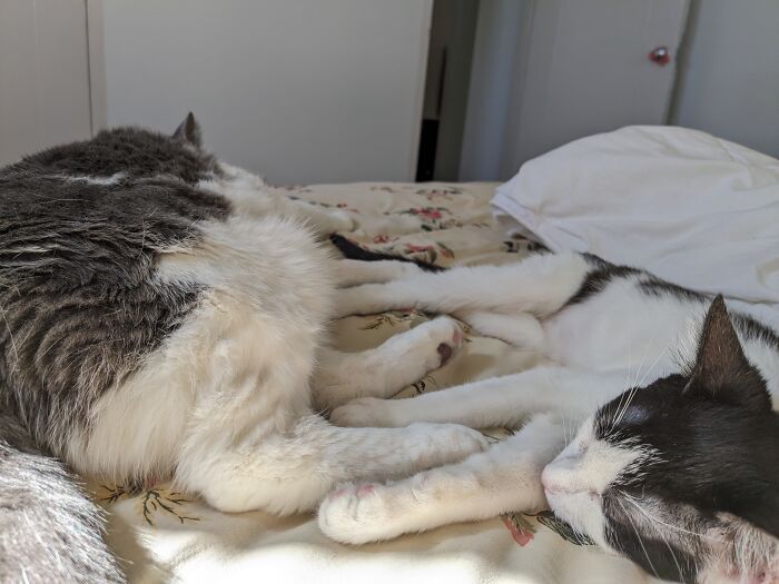 Hey Pandas, Post A Photo Of Your Pet That Makes You Happy Hey Pandas, Post A Photo Of Your Pet That Makes You Happy