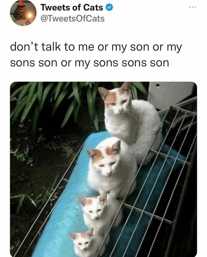 50 Cute And Funny Memes That Might Make You Want To Get A Cat 50 Cute And Funny Memes That Might Make You Want To Get A Cat