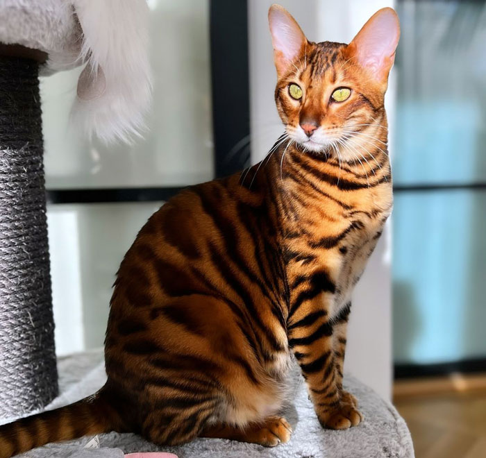 Toyger: Breed Overview And Proper Care
