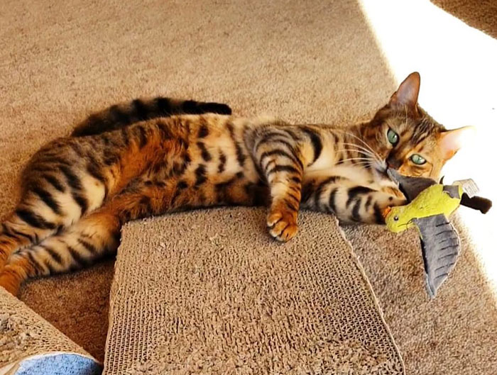 Toyger: Breed Overview And Proper Care