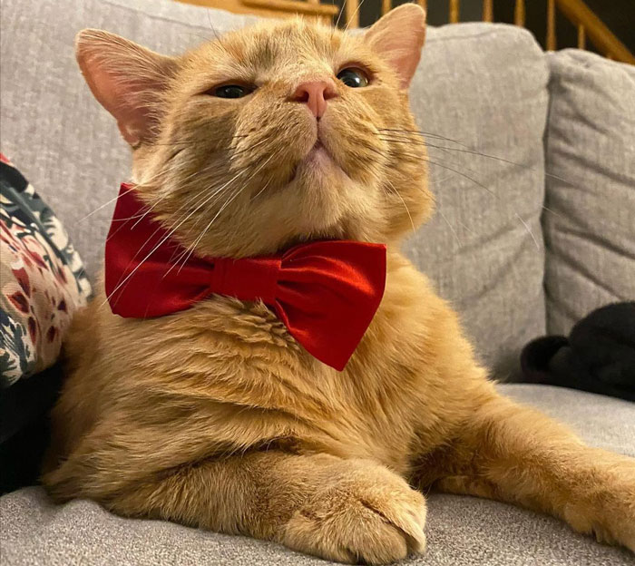 Orange Cat Behavior: What Does Science Tell Us