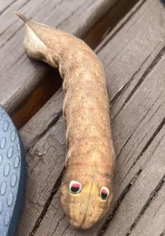 Internet Sleuths Help Woman Figure Out What The Googly-Eyed Creature In Her Yard Is Internet Sleuths Help Woman Figure Out What The Googly-Eyed Creature In Her Yard Is