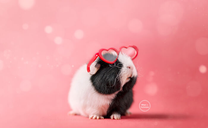 Meet Lies, My Guinea Pig That Might Melt Your Heart (20 Pics) Meet Lies, My Guinea Pig That Might Melt Your Heart (20 Pics)