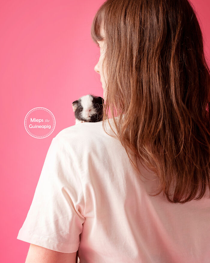 Meet Lies, My Guinea Pig That Might Melt Your Heart (20 Pics) Meet Lies, My Guinea Pig That Might Melt Your Heart (20 Pics)