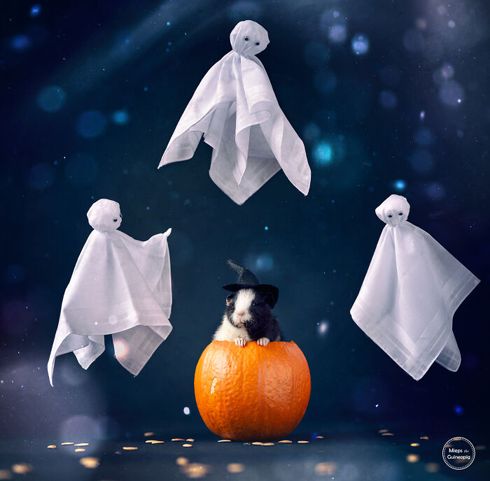 Meet Lies, My Guinea Pig That Might Melt Your Heart (20 Pics) Meet Lies, My Guinea Pig That Might Melt Your Heart (20 Pics)