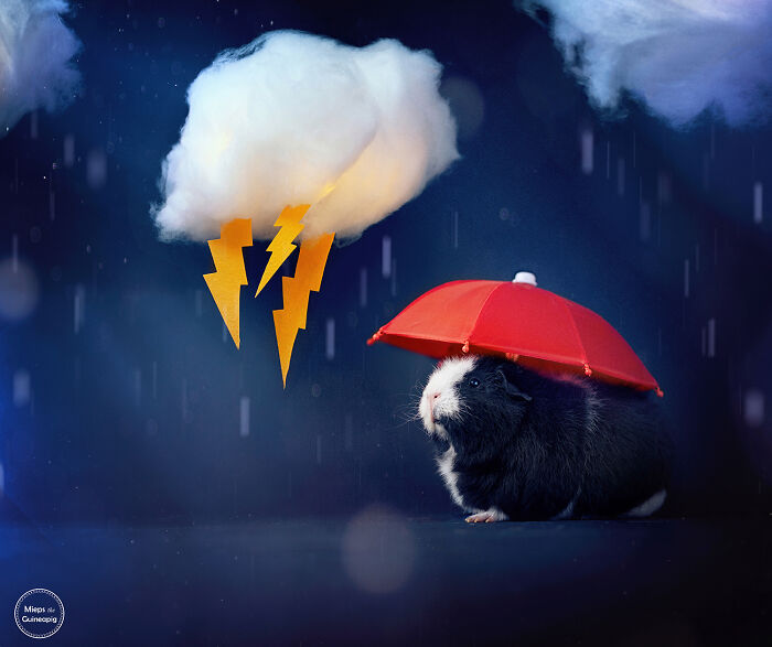 Meet Lies, My Guinea Pig That Might Melt Your Heart (20 Pics) Meet Lies, My Guinea Pig That Might Melt Your Heart (20 Pics)