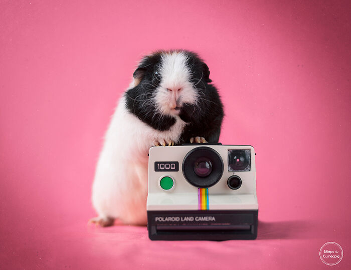 Meet Lies, My Guinea Pig That Might Melt Your Heart (20 Pics) Meet Lies, My Guinea Pig That Might Melt Your Heart (20 Pics)