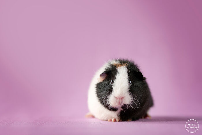Meet Lies, My Guinea Pig That Might Melt Your Heart (20 Pics) Meet Lies, My Guinea Pig That Might Melt Your Heart (20 Pics)