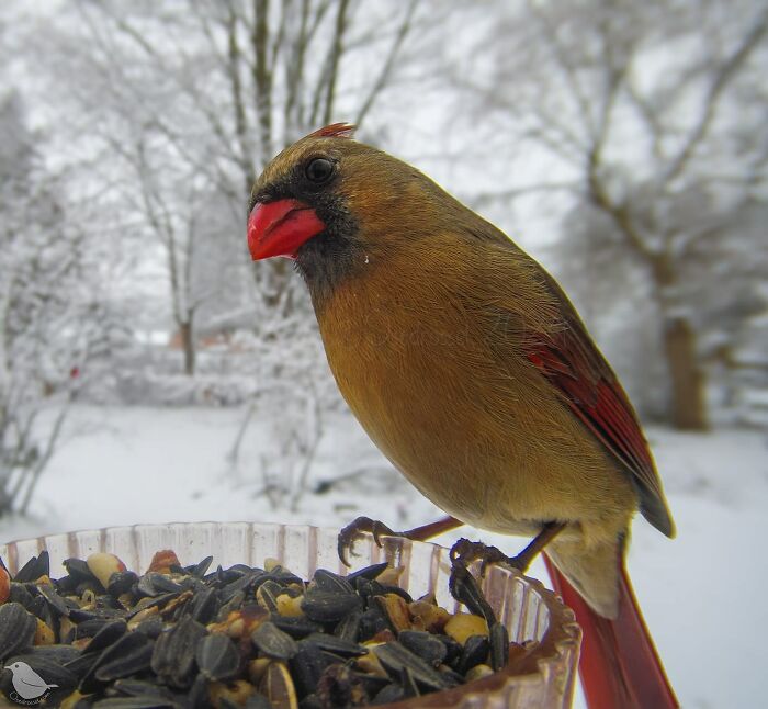 Woman Put a Camera On Bird Feeder In Her Yard, Here Is What It Has Caught (35 New Pics) Woman Put a Camera On Bird Feeder In Her Yard, Here Is What It Has Caught (35 New Pics)