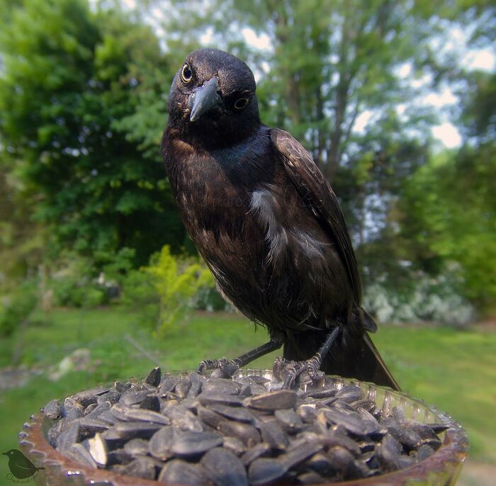Woman Put a Camera On Bird Feeder In Her Yard, Here Is What It Has Caught (35 New Pics) Woman Put a Camera On Bird Feeder In Her Yard, Here Is What It Has Caught (35 New Pics)