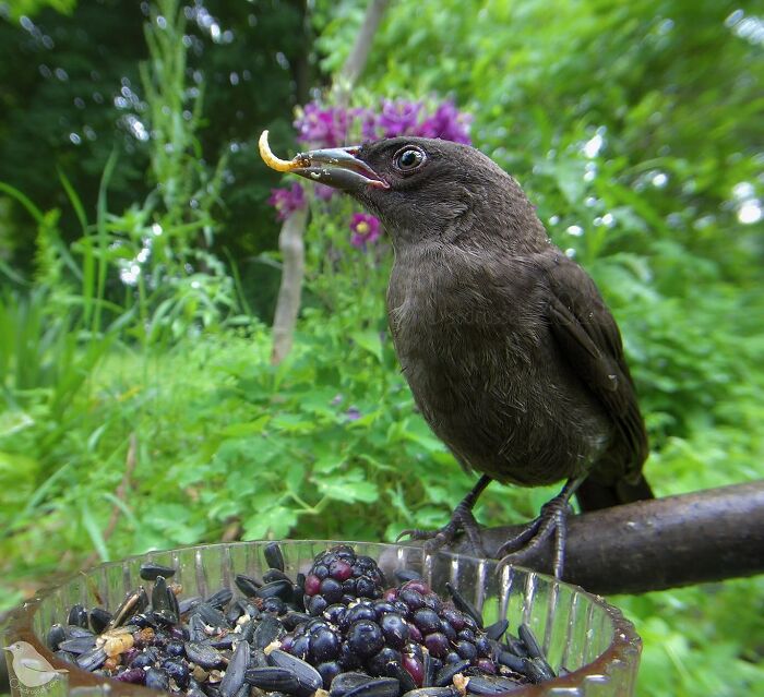 Woman Put a Camera On Bird Feeder In Her Yard, Here Is What It Has Caught (35 New Pics) Woman Put a Camera On Bird Feeder In Her Yard, Here Is What It Has Caught (35 New Pics)