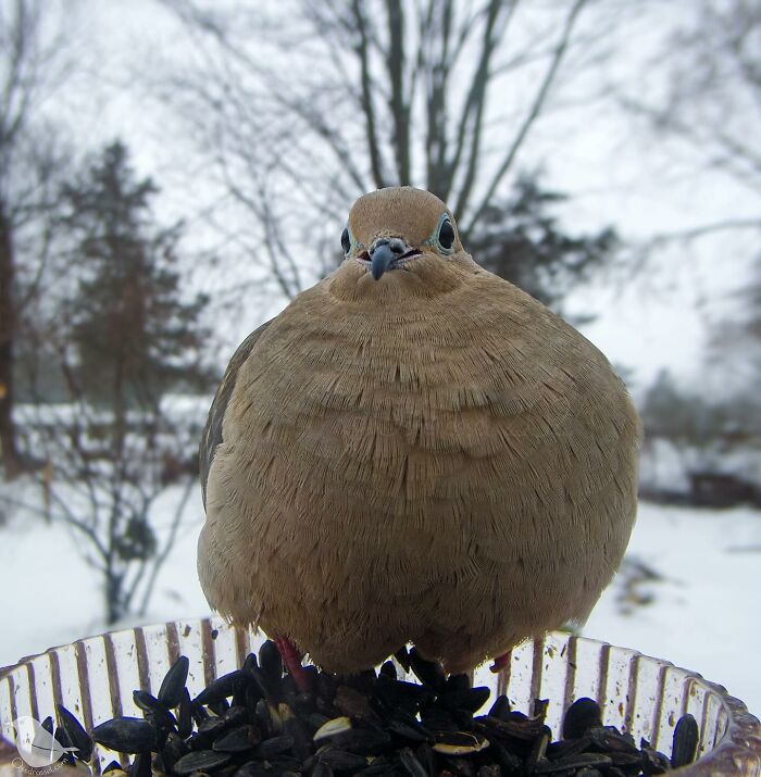 Woman Put a Camera On Bird Feeder In Her Yard, Here Is What It Has Caught (35 New Pics) Woman Put a Camera On Bird Feeder In Her Yard, Here Is What It Has Caught (35 New Pics)