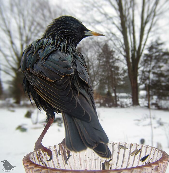 Woman Put a Camera On Bird Feeder In Her Yard, Here Is What It Has Caught (35 New Pics) Woman Put a Camera On Bird Feeder In Her Yard, Here Is What It Has Caught (35 New Pics)