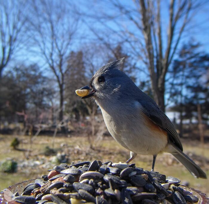 Woman Put a Camera On Bird Feeder In Her Yard, Here Is What It Has Caught (35 New Pics) Woman Put a Camera On Bird Feeder In Her Yard, Here Is What It Has Caught (35 New Pics)