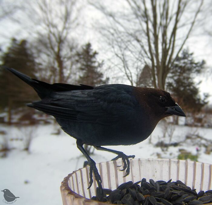 Woman Put a Camera On Bird Feeder In Her Yard, Here Is What It Has Caught (35 New Pics) Woman Put a Camera On Bird Feeder In Her Yard, Here Is What It Has Caught (35 New Pics)