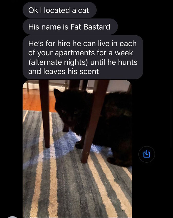 Woman Shares A Hilarious Conversation Between Her And Her Landlord Who Hired A Cat As Pest Control Woman Shares A Hilarious Conversation Between Her And Her Landlord Who Hired A Cat As Pest Control