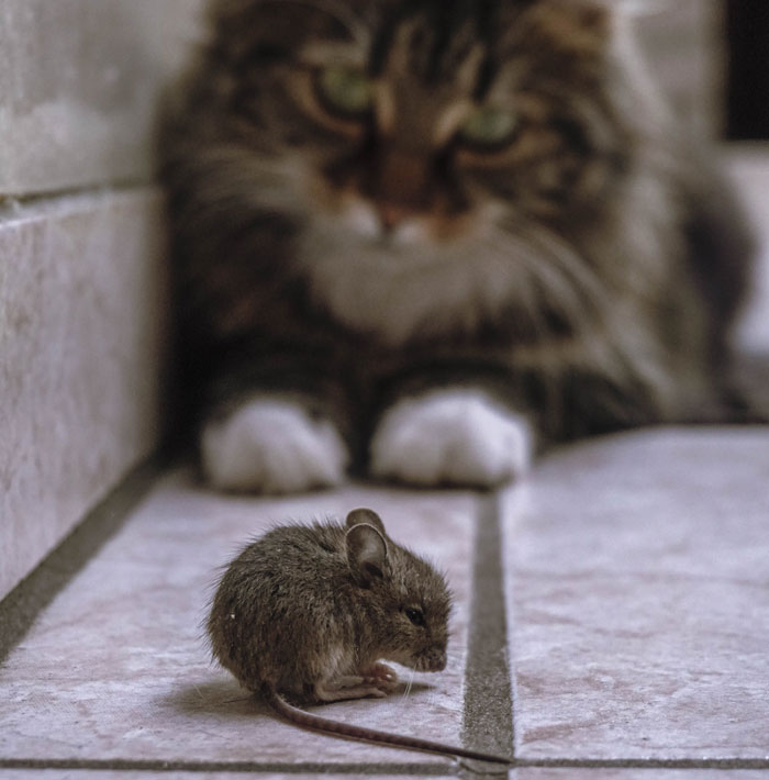 Woman Shares A Hilarious Conversation Between Her And Her Landlord Who Hired A Cat As Pest Control Woman Shares A Hilarious Conversation Between Her And Her Landlord Who Hired A Cat As Pest Control