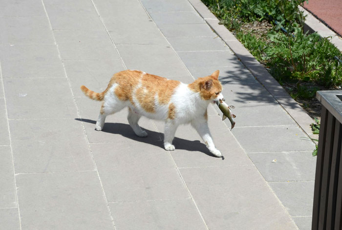 Woman Shares A Hilarious Conversation Between Her And Her Landlord Who Hired A Cat As Pest Control Woman Shares A Hilarious Conversation Between Her And Her Landlord Who Hired A Cat As Pest Control