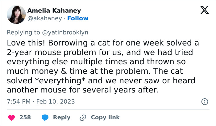 Woman Shares A Hilarious Conversation Between Her And Her Landlord Who Hired A Cat As Pest Control Woman Shares A Hilarious Conversation Between Her And Her Landlord Who Hired A Cat As Pest Control