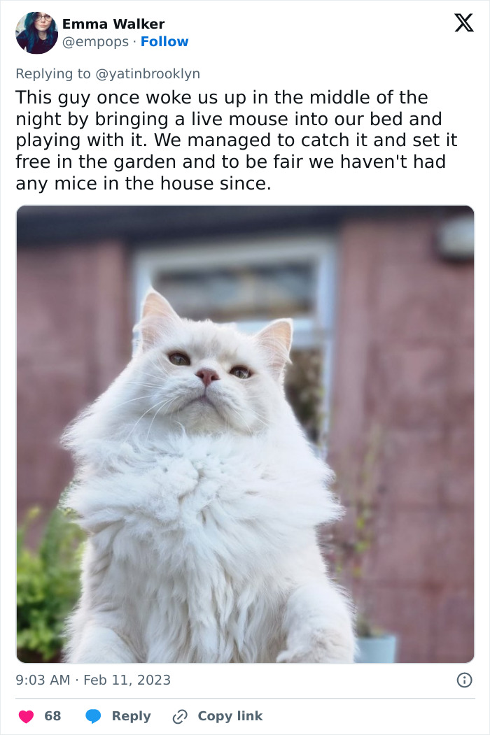 Woman Shares A Hilarious Conversation Between Her And Her Landlord Who Hired A Cat As Pest Control Woman Shares A Hilarious Conversation Between Her And Her Landlord Who Hired A Cat As Pest Control