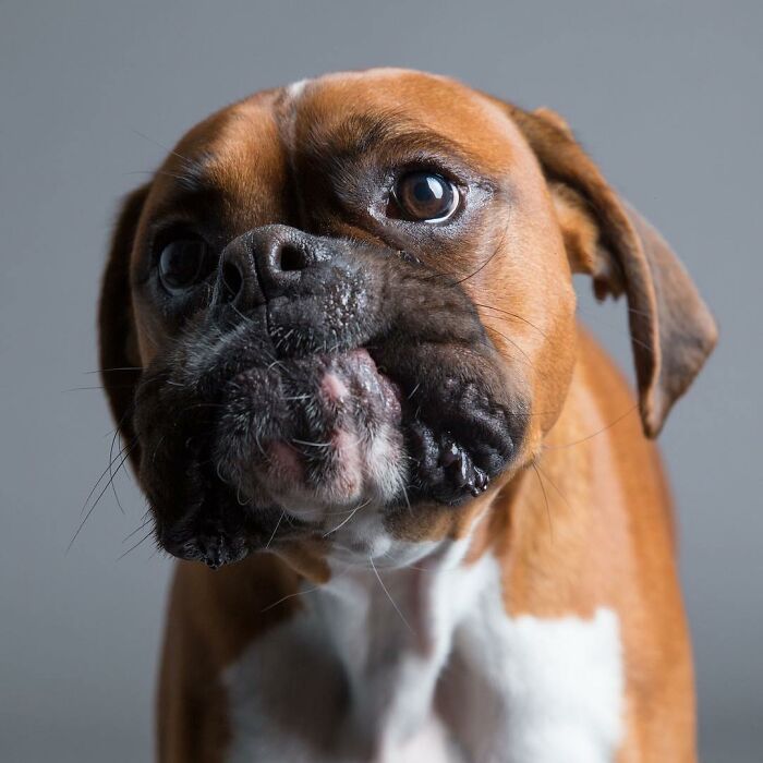 Derpy Dogs: 30 Adorable Photographs Of Paws, Noses, And Wagging Tails By Kevin Sarasom