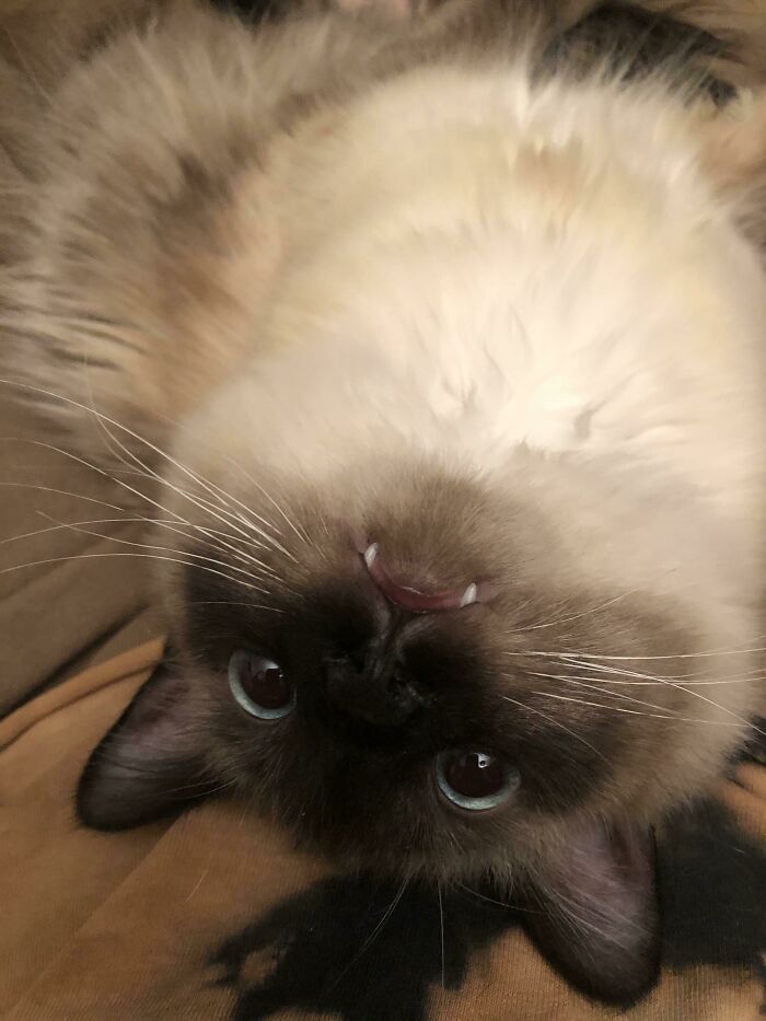 50 Of The Most Heartwarming Pics And Stories Of Happily Adopted Pets (Best-Of-All-Time Edition) 50 Of The Most Heartwarming Pics And Stories Of Happily Adopted Pets (Best-Of-All-Time Edition)