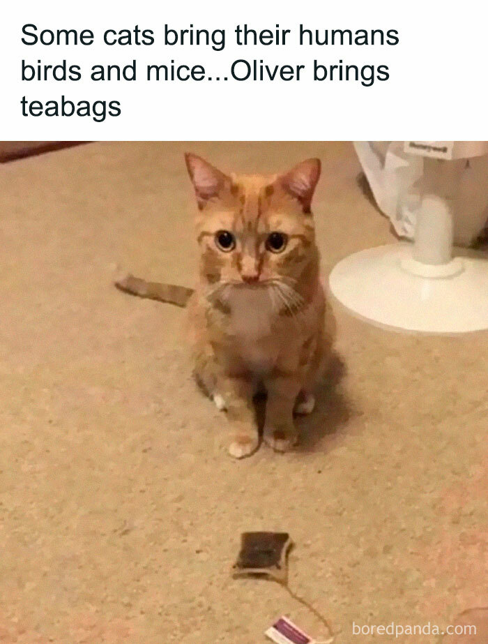 40 Hilarious Posts From “Funniest Memes” That Might Make You Chuckle 40 Hilarious Posts From “Funniest Memes” That Might Make You Chuckle